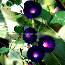 Fresh Dark Blue Morning Glory With Bright Eyes Climbing Flowers 30 Seeds Beautif - £7.36 GBP