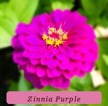 7504 zinnia purple pop thumb200