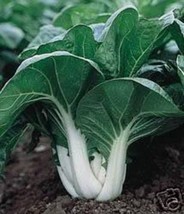 VP Canton Pak Choi Bok Choy Chinese Cabbage Brassica Rapa Vegetable 2000 Seeds - £3.77 GBP