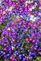 New Fresh 200 Mixed Colors Lobelia Regatta Lobelia Erinus Flower Seeds - £11.42 GBP