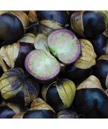 Really Purple Tomatillo, 50 Seeds, Purple de Milpa, BUY 2 GET 1 FREE, FR... - $30.67 MXN