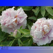 5 Seeds Bai Yuan Fen Pink Multi-Petalled Tree Peony Light Fragrant Flower Fresh  - $11.99