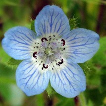 US Seller Nemophila Menziesii Baby Blue Eyes 50 Seeds Fast Shipping - £12.73 GBP