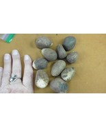 tn-22) 10 small natural Tagua Nut whole nuts for craft Carving Dried pla... - $26.99