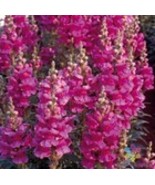 Fresh 1000 Liberty Lilac Snapdragon Seeds for Garden - $15.38 CAD