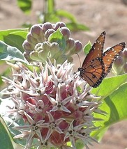 50 Seeds Showy Milkweed Flower Seeds Native Wildflower Pollinators Garde... - £7.20 GBP