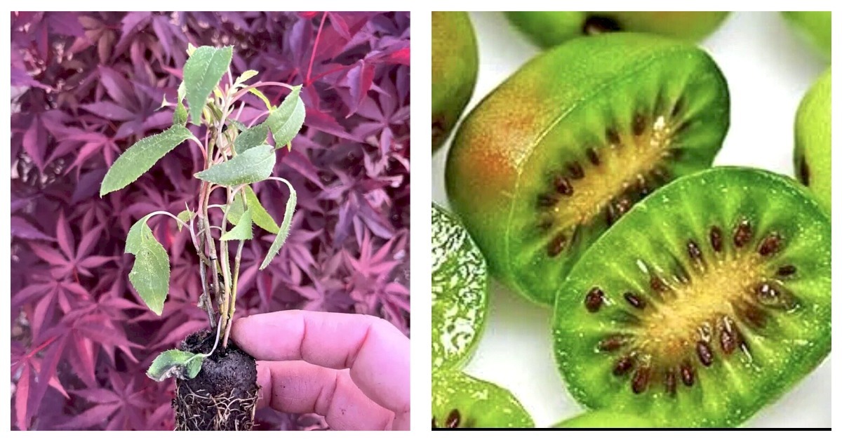 Self pollinating! 1 Kiwi Prolific vine. LOWEST PRICE ON THE INTERNET!  - $31.99
