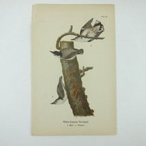 Bird Litho Print White-breasted Nut-hatch after John James Audubon Antique 1890 - £15.72 GBP
