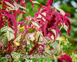 100 Opopeo Amaranth Seeds Mexican Grain Alegria Happiness Fresh Gardenin... - $8.78