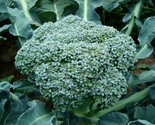 300 Calabrese Green Sprouting Broccoli Seeds Non-Gmo - £7.20 GBP