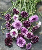 BACHELOR&#39;S BUTTON CLASSIC MAGIC MIX, 150 SEEDS R - $16.35