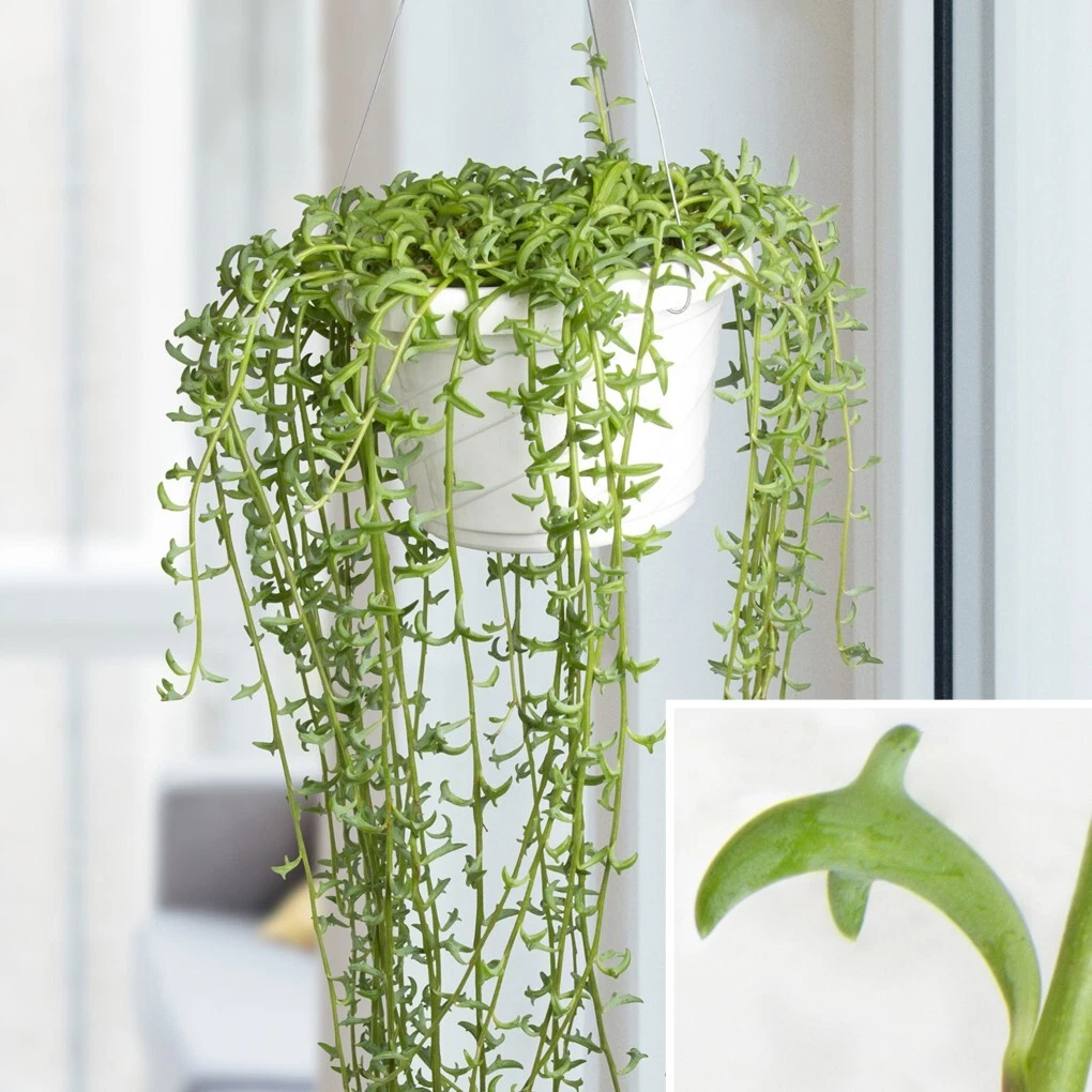 15+ Seeds String of Dolphins Senecio  house plant-  garden- flowers - $11.39
