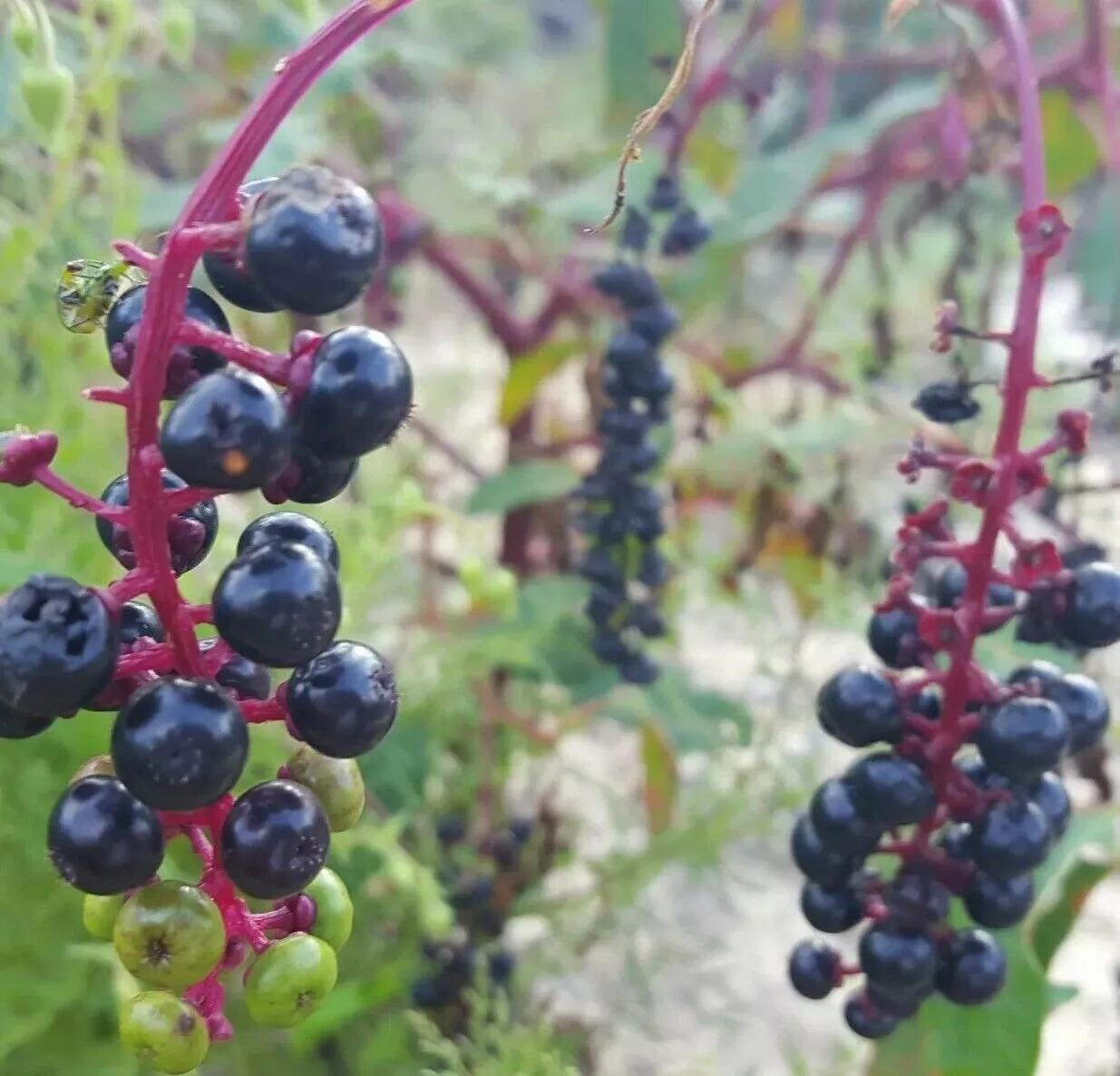 100 of Pokeweed Seeds | Phytolacca Americana | Florida Native | Poke Sal... - $2.98
