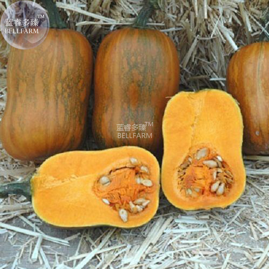 Honeynut Squash Butternut Vegetables 10 Seeds Sweet Organic Pumpkin Vege... - $3.44