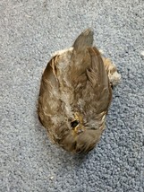 QP31 Quail Pelt Hide Skin Feathers  QP31 - £9.36 GBP