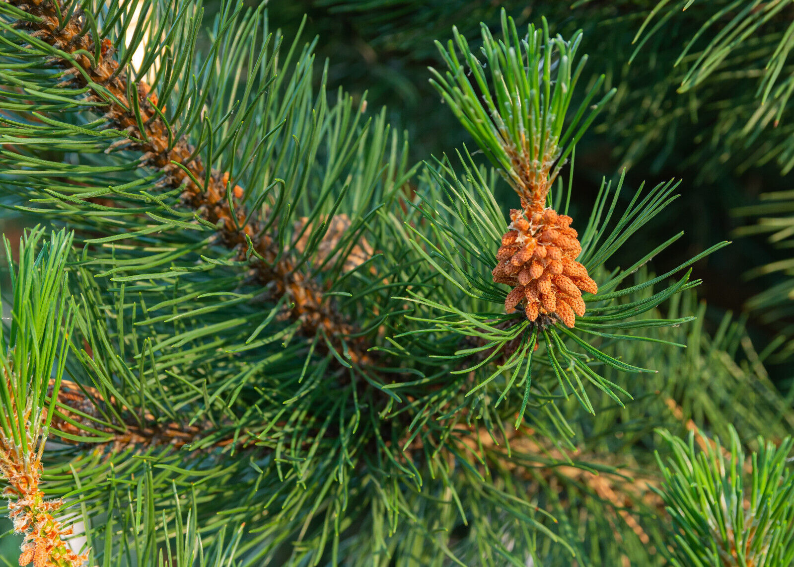 Shore Pine, (Pinus contorta contorta) - Landscape, Pre Bonsai, Lumber, Firewood - $19.75 - $76.18