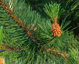 Shore Pine, (Pinus contorta contorta) - Landscape, Pre Bonsai, Lumber, F... - £15.92 GBP+