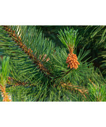 Shore Pine, (Pinus contorta contorta) - Landscape, Pre Bonsai, Lumber, F... - £15.46 GBP+