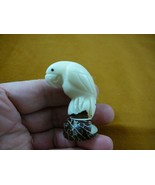 (TNE-BIR-PAR-336b) little Parrot tropical bird TAGUA NUT figurine  birds... - $355.84 MXN