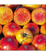 KKG 25 Hillbilly Tomato Seeds Fresh Garden - $9.89
