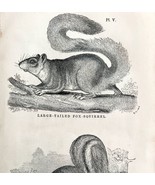 Fox Squirrels Victorian 1856 Animals Art Plate Print Antique Nature DWT15 - €34,85 EUR
