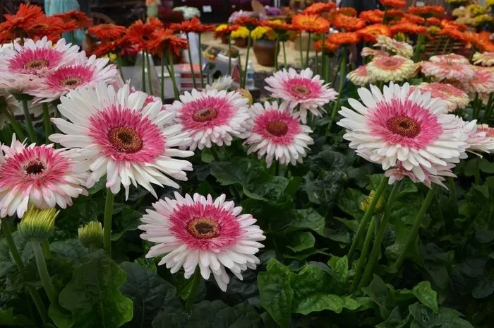 200 Everglades Gerbera Daisy Seeds Planting USA Shipping - $9.96