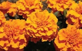 Marigold Cracker Jack Nice Flower By Seed Kingdom 2000 Seeds Fresh Garde... - $15.40