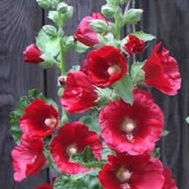 50 Mixed Colors Hollyhock Country Romance Mix Alcea Rosea Flower Seeds Fresh See - £11.19 GBP