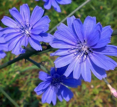 Chicory Seeds 300 Blue Flower Garden Italian Dandelion Non Gmo US Fast S... - $2.10
