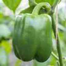 Cali Wonder Bell Pepper 50 Seeds - £3.65 GBP