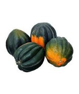 MX Premium Table King Bush Acorn Winter Squash Fresh Heirloom Seed Very ... - $14.06 CAD
