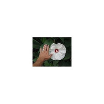 15 Hibiscus Lasiocarpus Flower Seeds-1242 - £3.16 GBP