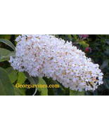 SDC Buddleia Davidii White Profusion 20 Seeds Easy Grow - $20.96 CAD