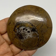 95.5g, 2.8&quot;x2.8&quot;x0.6&quot;, Goniatite (Button) Ammonite Polished Fossils, B30095 - £7.99 GBP