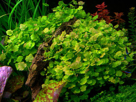Live Aquarium Plants Cardamine Lyrata Bunch Japan Dwarf Pennywort - £15.72 GBP