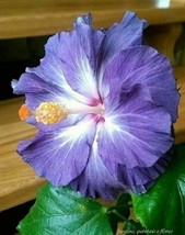 Light Purple Hibiscus Flower Bright Plants Garden Planting 25 Seeds - £7.28 GBP
