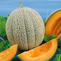 Hale&#39;S Best Jumbo Cantaloupe Seeds 50 Melon Fruit Fresh Garden Seeds - $4.00