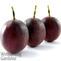 Best Purple Possum Passion Fruit / Passiflora edulis / Live Plant - $27.99