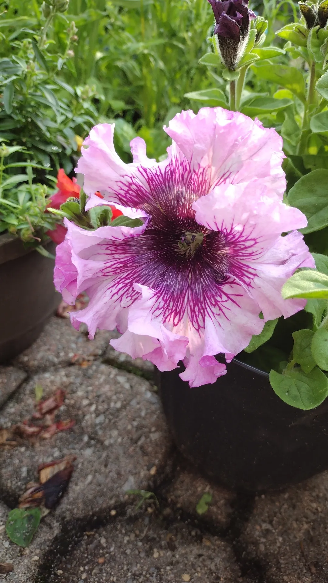 Item image 1 image 1