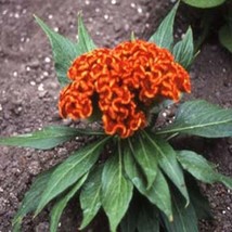 HS Cockscomb(Celosia Cristata) Orange  25 seeds  - £4.76 GBP