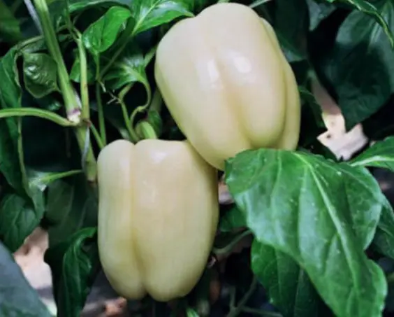 Pepper White Cloud Sweet Bell Organic Fresh Seeds - £9.96 GBP