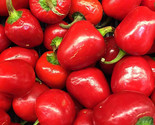 Pimento Pepper Seeds 50 Sweet Vegetable Garden Pickling Pepper Fast Ship... - £7.20 GBP