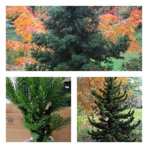 Quart Pot 6-12&quot; Tall Seedling Black Dragon Japanese Cedar Tree Live Plant - £48.63 GBP