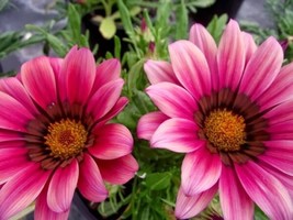 TH 30Seeds Gazania Kiss Rose Flower Seeds / Drought-Tolerant / Reseeding Annual - $15.08