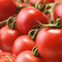 New Indian Curry Tomato Seeds Organic Fresh USA Garden - $7.99