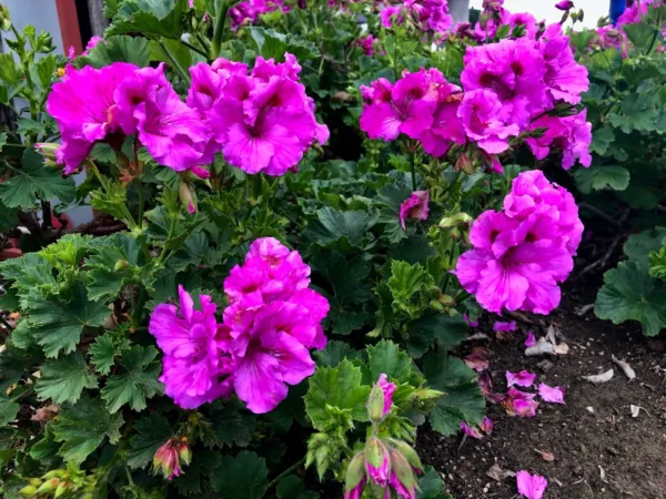 Stunning Purple Pelargonium Fancy Regal Geranium 4 X 6&quot; Live Plant Cutti... - $29.90