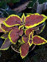Coleus Sun Chocolate Mint Live Plant~ MANTO~5 To 7 Inches Tall - £25.47 GBP
