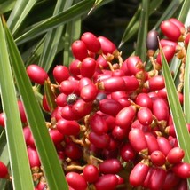 Phoenix Pusilla Ceylon Date Palm Flour Palm 5 Seeds - $343.74 MXN
