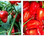 Lot Of 3 Caribbean Red Habanero Chili Super Hot Pepper Live Plants 450,0... - £36.12 GBP