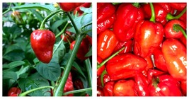 Lot Of 3 Caribbean Red Habanero Chili Super Hot Pepper Live Plants 450,000+ Shu - £36.28 GBP